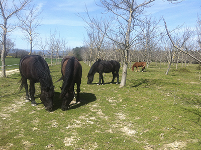 Promenades, compagnie des chevaux